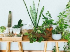 “室內(nèi)空氣不新鮮，擺放5種漂亮植物，清新又健康”
