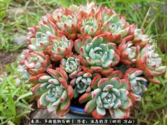 “多肉相伴，歲月生香，愿現(xiàn)世安穩(wěn)，許四季花開(kāi)”